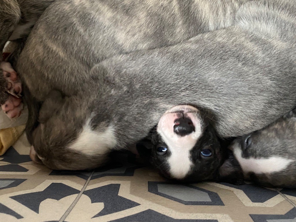 Les chiots évoluent!