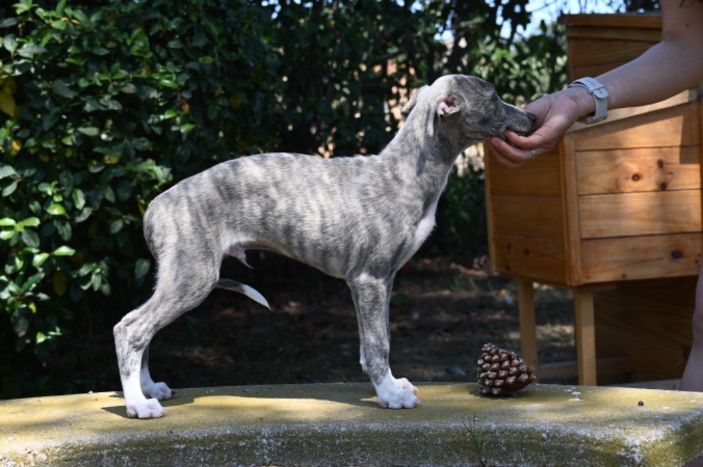 Dreamworld Symphonie - Chiots disponibles - Whippet